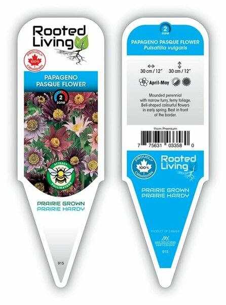 Pulsatilla - 'Papageno' Pasque Flower / Crocus 11 cm Prem (4.5")