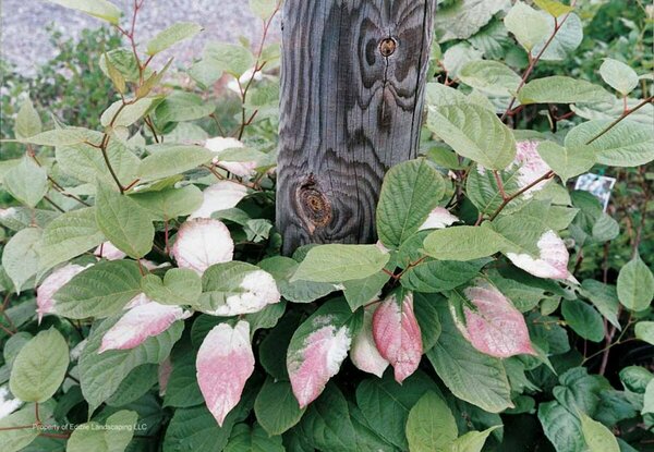 Actinidia kolmikta - 'Pasha' Male Hardy Kiwi 1 gal