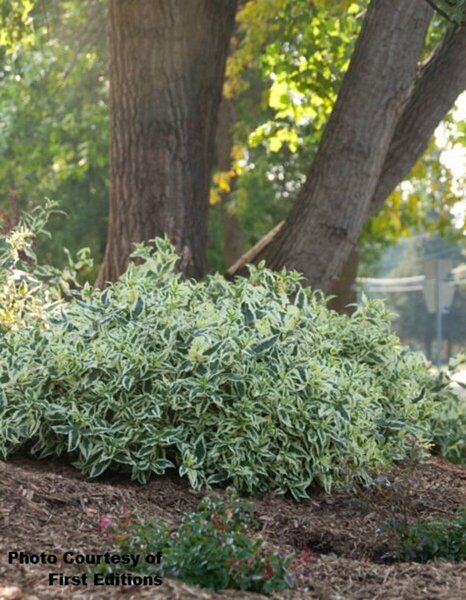 Diervilla - 'Cool Splash'® Bush Honeysuckle (FE) 2 gal FE