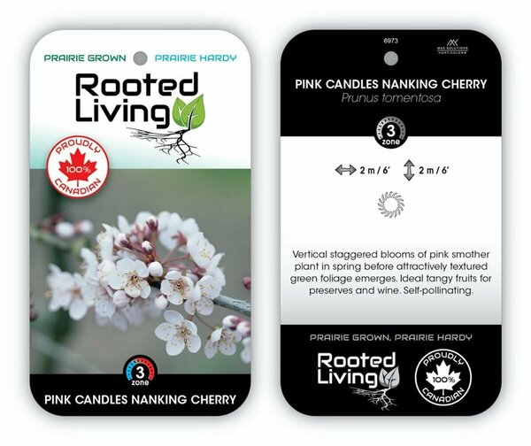 Prunus tomentosa - 'Pink Candles' Cherry 1 gal