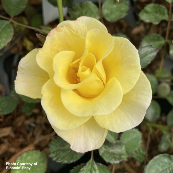 Rosa - 'Peach Lemonade'® [Pi/Yl] (BE) 2 gal BE