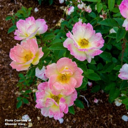 Rosa - 'Peach Lemonade'® [Pi/Yl] (BE) 2 gal BE - image 2