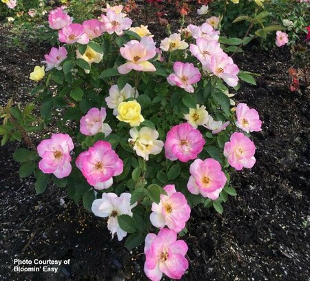 Rosa - 'Peach Lemonade'® [Pi/Yl] (BE) 2 gal BE - image 3