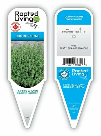 Thymus vulgaris - Common Thyme 9 cm (3.5")