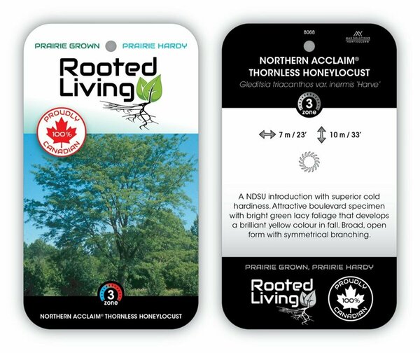 Gleditsia tri. - 'Northern Acclaim' Honeylocust 75mm BB 2.75"