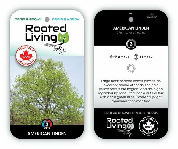 Tilia americana - American Linden [native] 65mm BB 2.50"