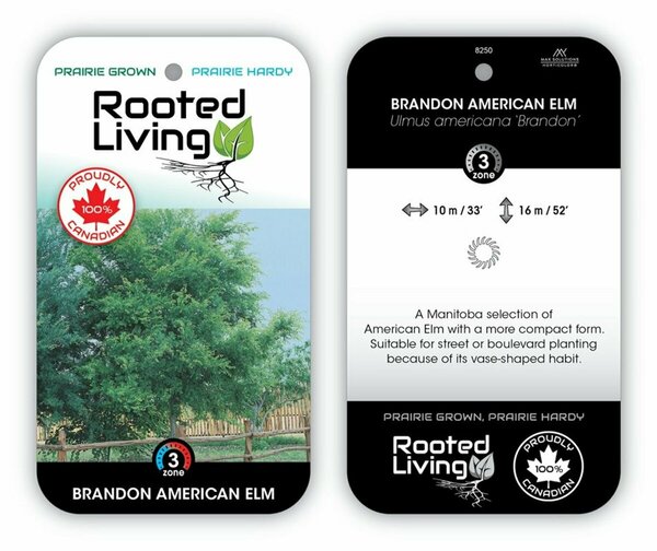 Ulmus americana - 'Brandon' Elm 65mm BB 2.50"