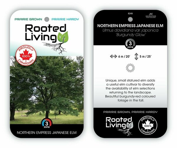 Ulmus davidiana - 'Northern Empress' Japanese Elm 65mm BB 2.50"