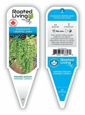 Lysimachia - 'Goldilocks' Creeping Jenny 11 cm Prem (4.5")
