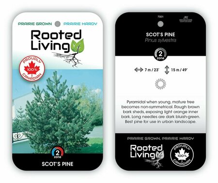 Pinus sylvestris - 'Scot's' Pine rct plug