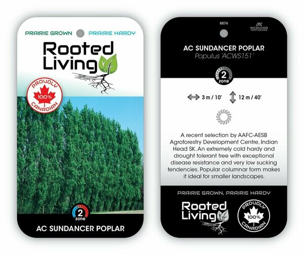 Populus - 'Sundancer' Poplar RP28 hwct - image 2