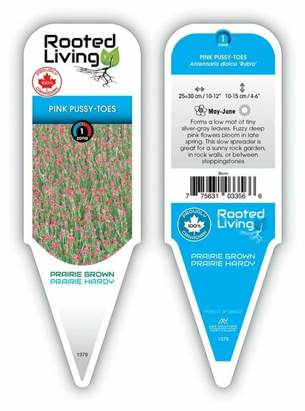 Antennaria dioica Rubra - Red-Tinted Pussytoes [Native] 9 cm (3.5")
