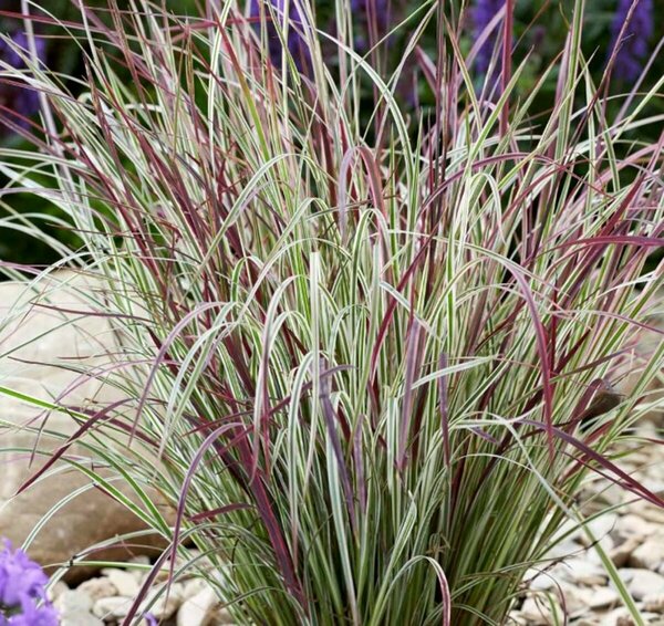 Schizachyrium scoparium - 'Chameleon' Little Bluestem 1 gal
