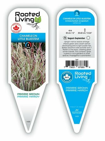 Schizachyrium scoparium - 'Chameleon' Little Bluestem 1 gal - image 2