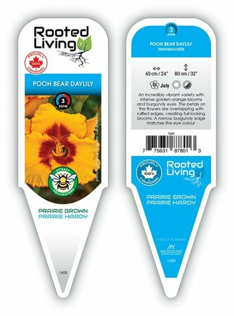 Hemerocallis - 'Pooh Bear' Daylily *New 2026* 1 gal