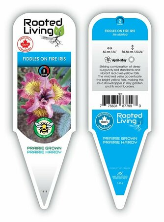 Iris sib. - 'Fiddles on Fire' Siberian Iris 1 gal