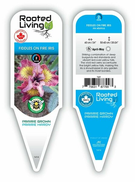 Iris sib. - 'Fiddles on Fire' Siberian Iris 1 gal