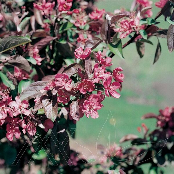 Malus - 'Thunderchild' Flowering Crab 7 gal