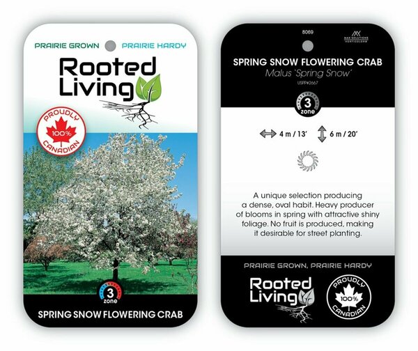 Malus - 'Spring Snow' Flowering Crab 15 gal - image 2