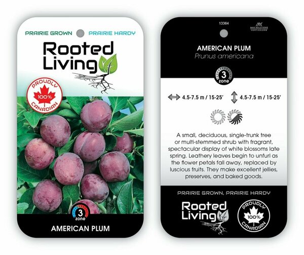 Prunus americana 2 gal