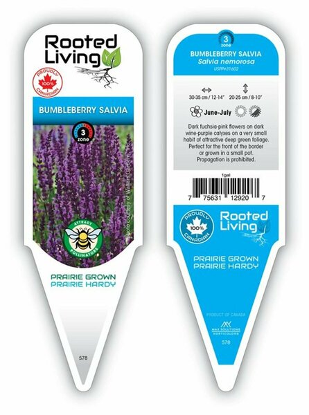 Salvia - 'Bumbleberry' [Fuschia-Pink] 1 gal outdoor