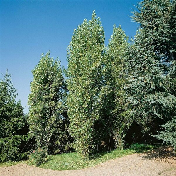 Populus tremuloides - 'Prairie Skyrise' Quaking Aspen 5 gal