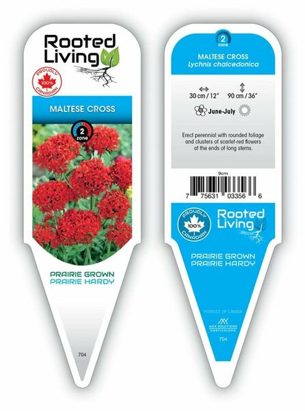 Lychnis chalcedonica - Maltese Cross 1 gal outdoor