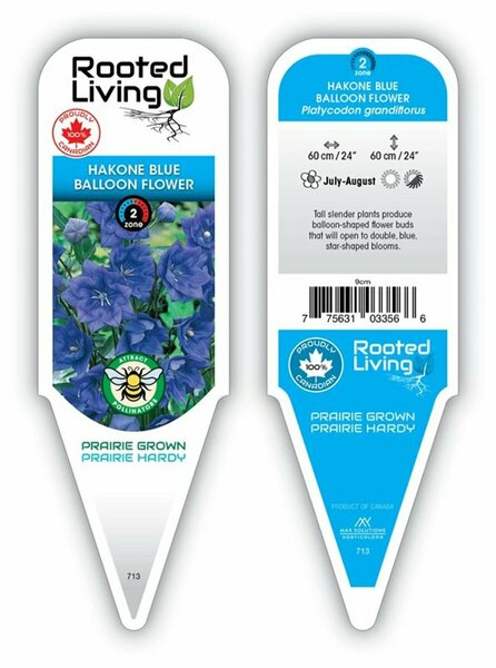 Platycodon - 'Hakone Blue' Balloon Flower 1 gal outdoor