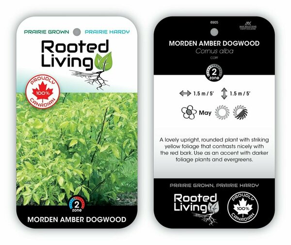 Cornus alba - 'Morden Amber' Dogwood 1 gal