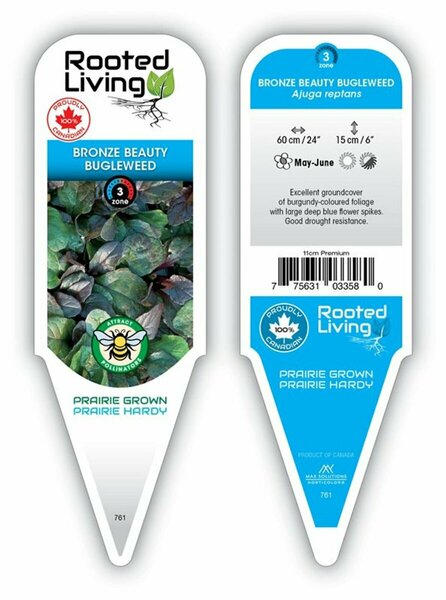 Ajuga reptans - 'Bronze Beauty' Bugleweed 2 gal outdoor