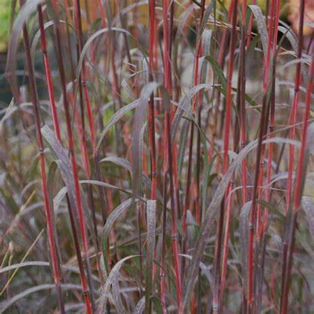 Andropogon gerardii - 'Holy Smoke' Blue Stem Grass 2 gal outdoor