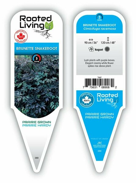 Cimicifuga (actae) ramosa - Brunette Snakeroot 1 gal outdoor