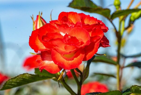 Rosa - 'Always Together' 5 gal - image 2