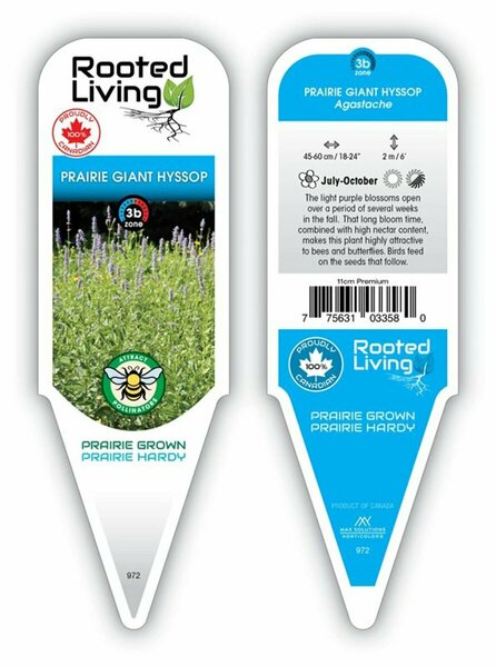 Agastache foeniculum - 'Prairie Giant' Hyssop 11 cm Prem (4.5")