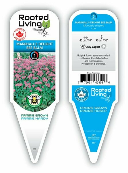 Monarda - 'Marshall's Delight' Bee Balm [Hot Pink] 1 gal outdoor