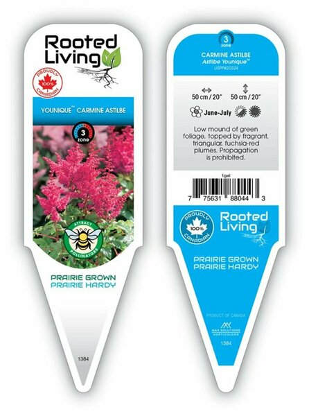 Astilbe - Younique™ 'Carmine' *New 2026* 1 gal
