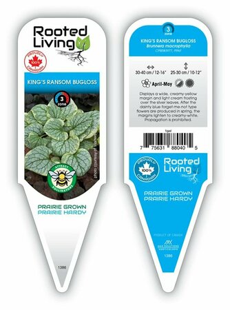 Brunnera mac. 'King's Ransom' 1 gal