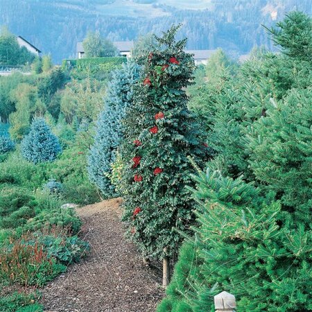 Sorbus aucuparia - 'Luxor' Pyramidal Mountain Ash 20 gal