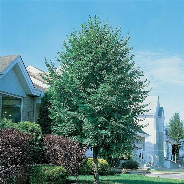 Tilia cordata - 'Greenspire'™ Little Leaf Linden 80mm BB 3.00"