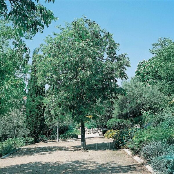 Celtis occidentalis - 'Delta' Hackberry 65mm BB 2.50"