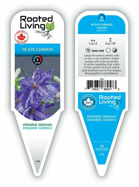 Clematis - 'Tye Dye' 1 gal