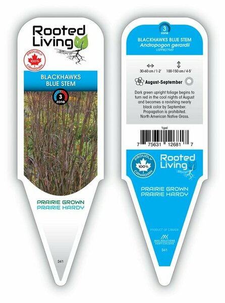 Andropogon gerardii - 'Blackhawk' Blue Stem Grass 11 cm Prem (4.5")