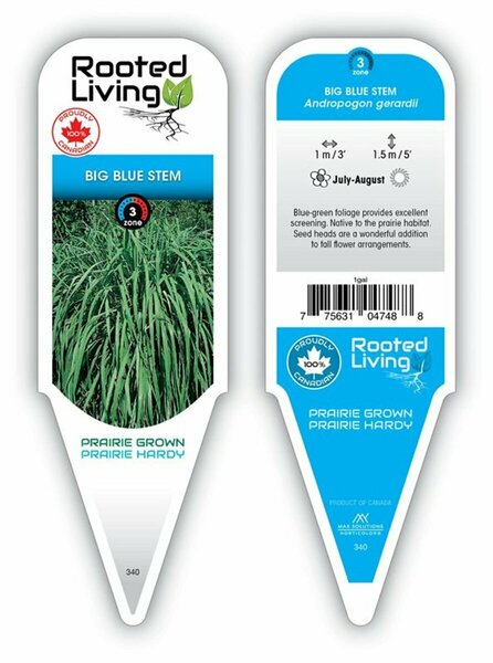 Andropogon gerardii - Big Blue Stem Grass 11 cm Prem (4.5")