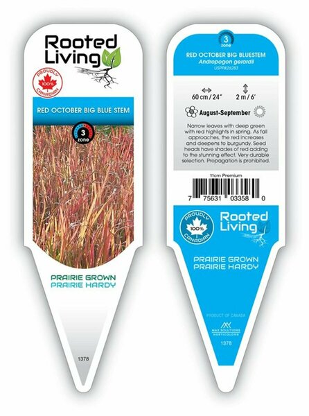Andropogon gerardii - 'Red October' Blue Stem Grass 11 cm Prem (4.5")