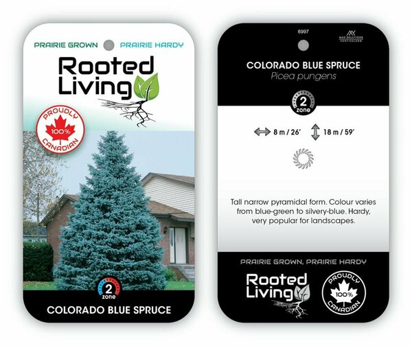 Picea pungens - 'Colorado' Spruce 5 gal