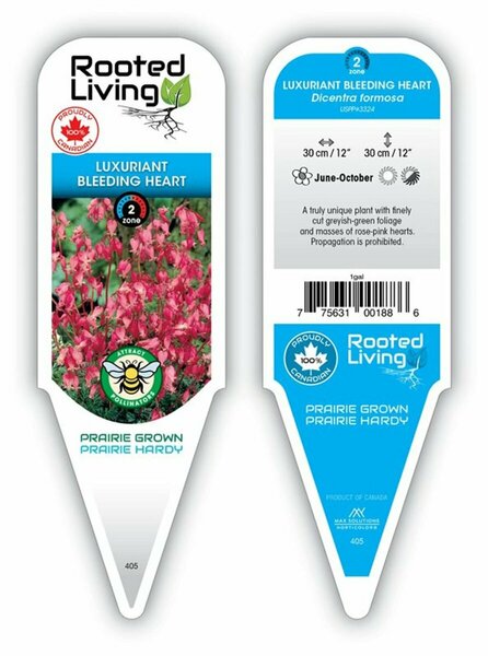 Dicentra formosa - 'Luxuriant' Bleeding Heart 11 cm Prem (4.5")