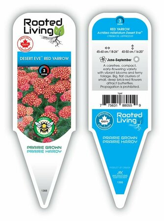 Achillea - 'Desert Eve' Red Yarrow 1 gal