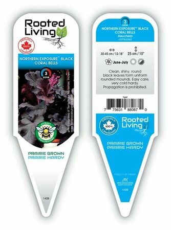 Heuchera - Northern Exposure 'Black' Coral Bells 1 gal