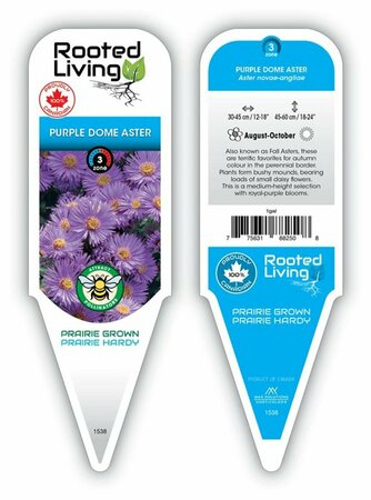 Aster - 'Purple Dome'  1 gal