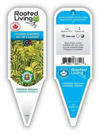 Polemonium pulc. - 'Golden Feathers' Jacob's Ladder 11 cm Prem (4.5")